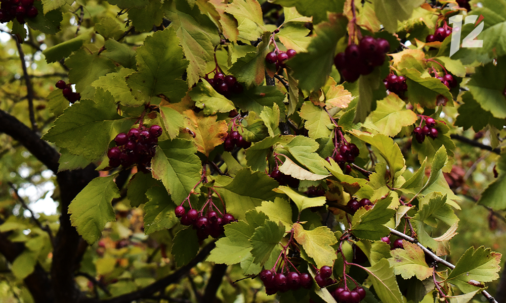 Бабье лето в разгаре: в Омске обещают потепление до +29 градусов