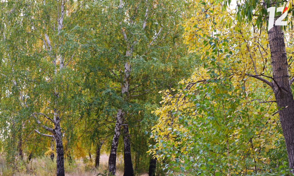 Омичи собирают опята