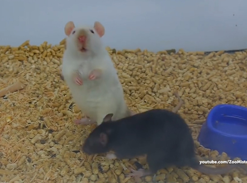 Омичам не советуют покупать грызунов в год Крысы