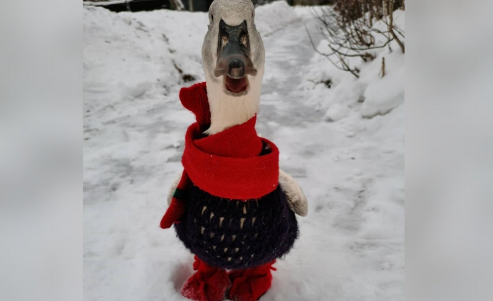 В Омске скончалась самая известная домашняя утка по кличке Гав 