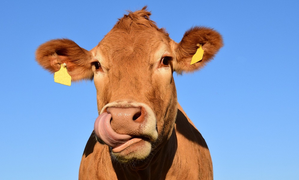 Омские аграрии увеличили темпы заготовки кормов для животных