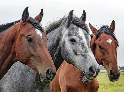 В Омском районе объявили карантин в связи с инфекционной анемией лошадей