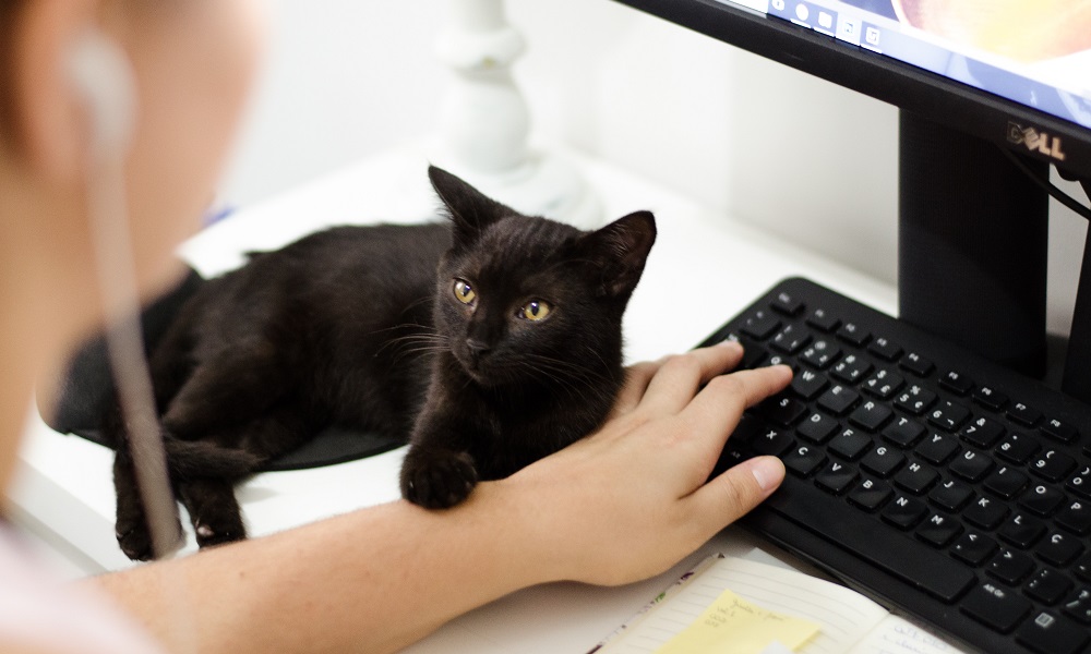 Из-за коронавируса половина омичей работают в дистанционном режиме