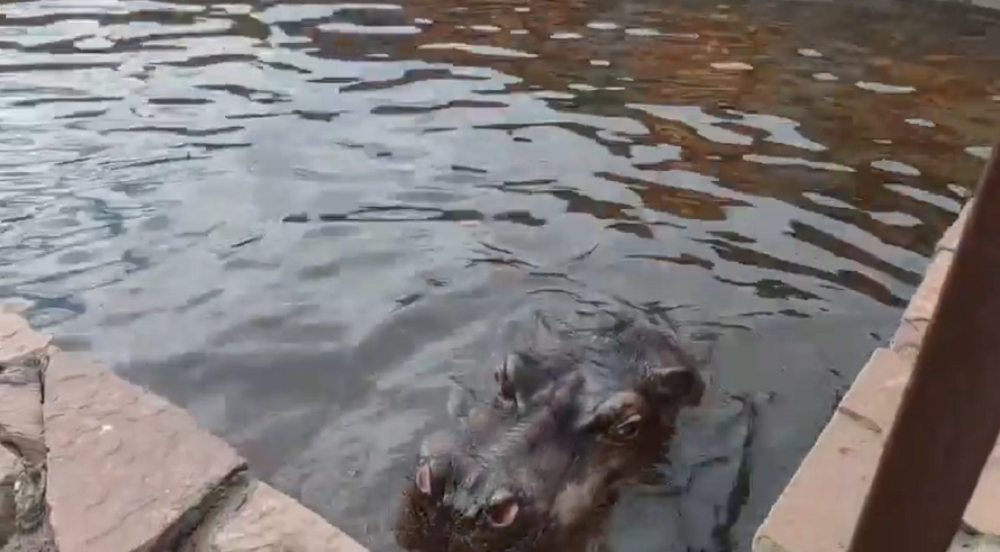 В Большереченском зоопарке рассказали о главной слабости бегемота Кёнига