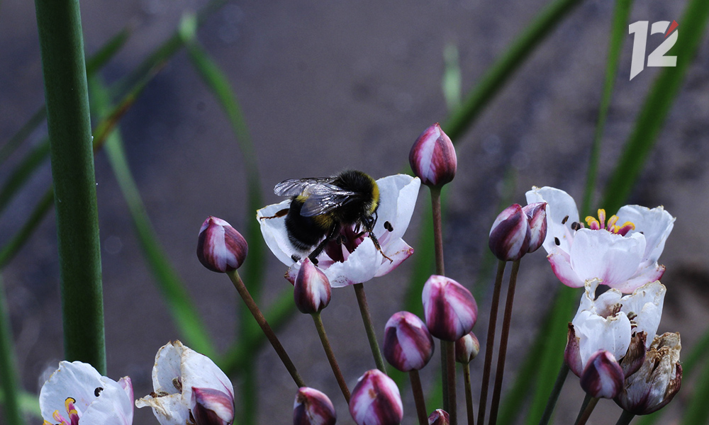 В омском аэропорту задержали  более 47 килограммов опасного мёда 