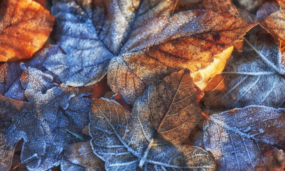 В МЧС предупреждают омичей о сильном ветре и гололёде