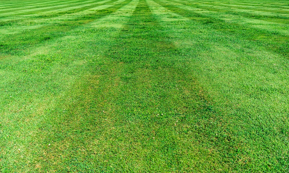 В Омске закупят рулонный газон за 800 тысяч рублей