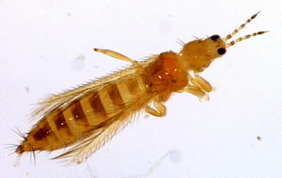 В Омскую область не пустили опасные хризантемы и эустомы