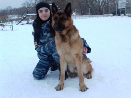 В Омске служебная собака помогла раскрыть кражу в Кировском округе