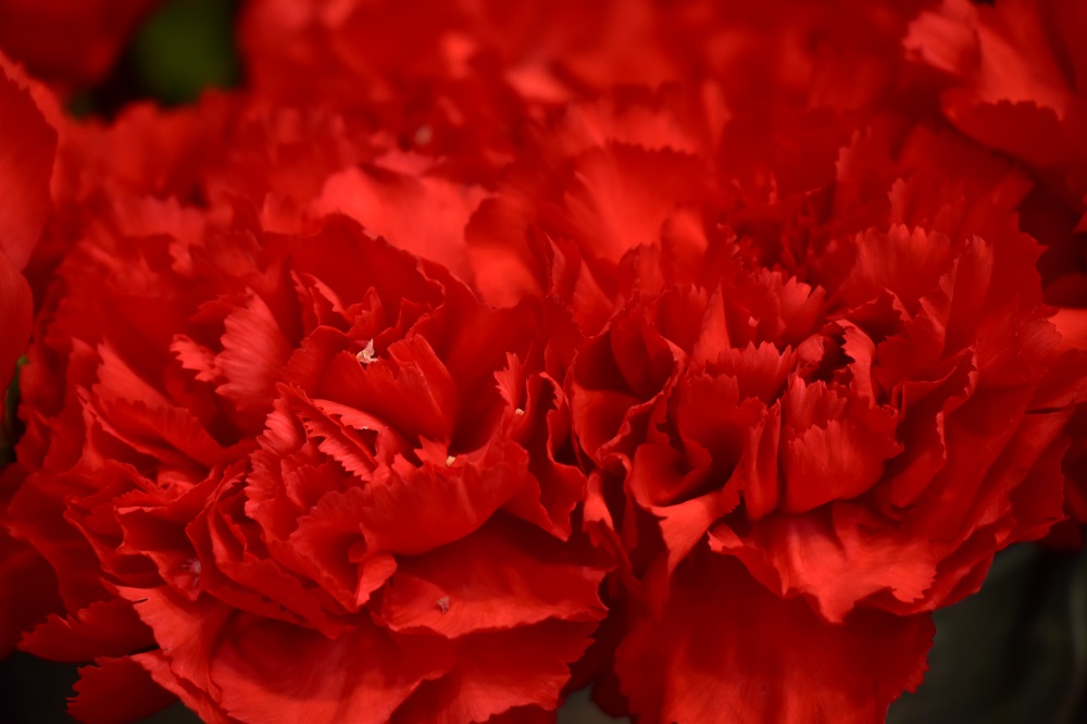 Жители Левобережья присоединились к всероссийской акции "Цветы Памяти"