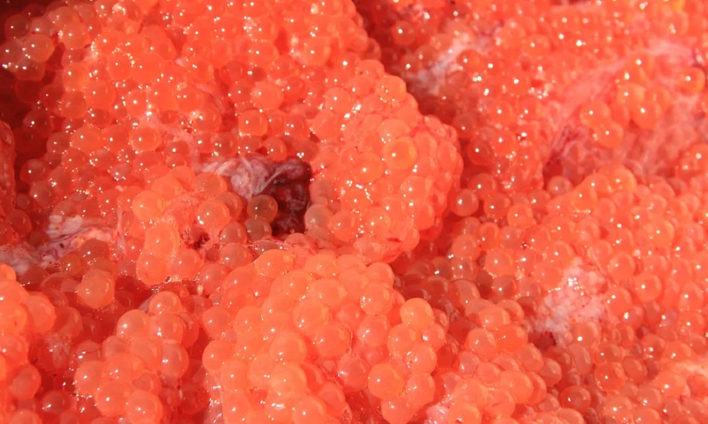 Специалисты омского Россельхознадзора нашли в красной икре листерии 