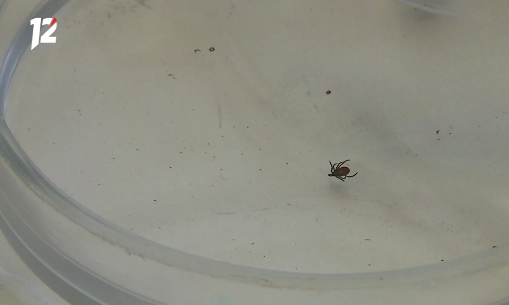 В Омской области от укусов клещей пострадали больше 4 тысяч человек