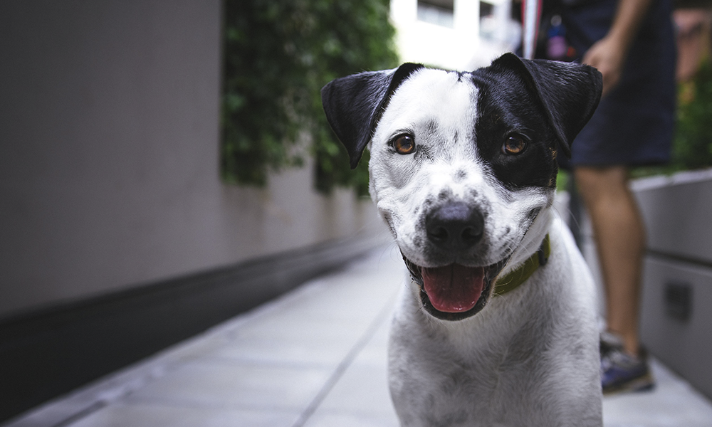 Выгуливать домашних питомцев без поводка теперь запрещено законом 
