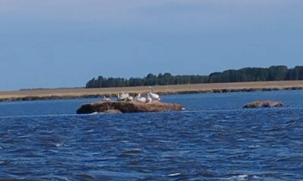 Кудрявые пеликаны вернулись на омские озёра