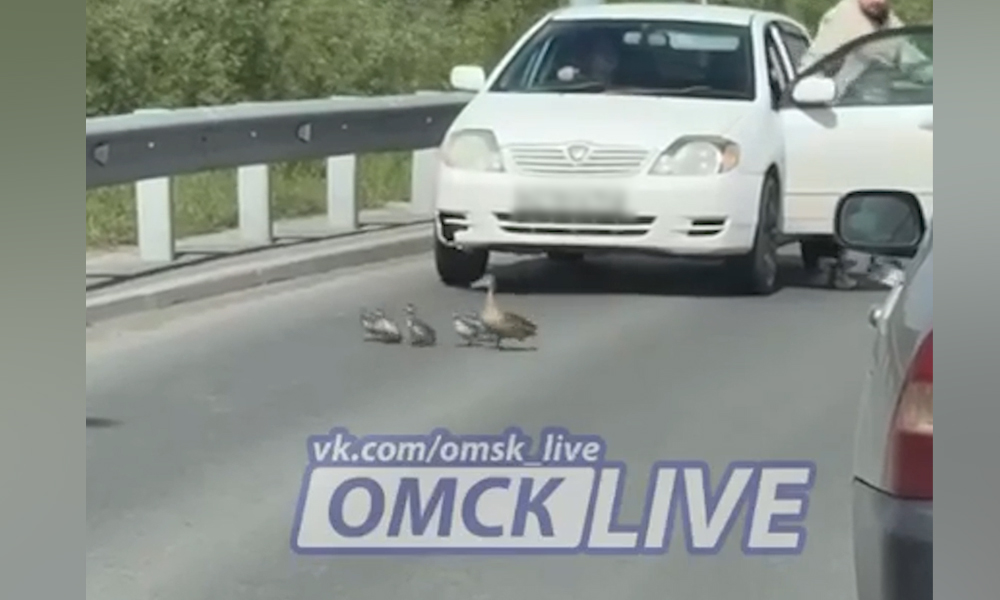 Остановили движение на съезде у метромоста: утиное семейство переходило дорогу