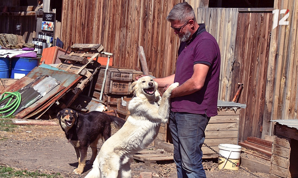 12 канал объявляет сбор сухого корма для приюта «Добрые руки»