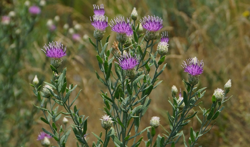 В партиях арбузов, привезённых в Омск из Казахстана, нашли опасное растение