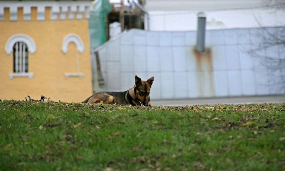 В Омске на глазах у хозяйки погибли две собаки, наступив во время прогулки на оголённый электрический провод