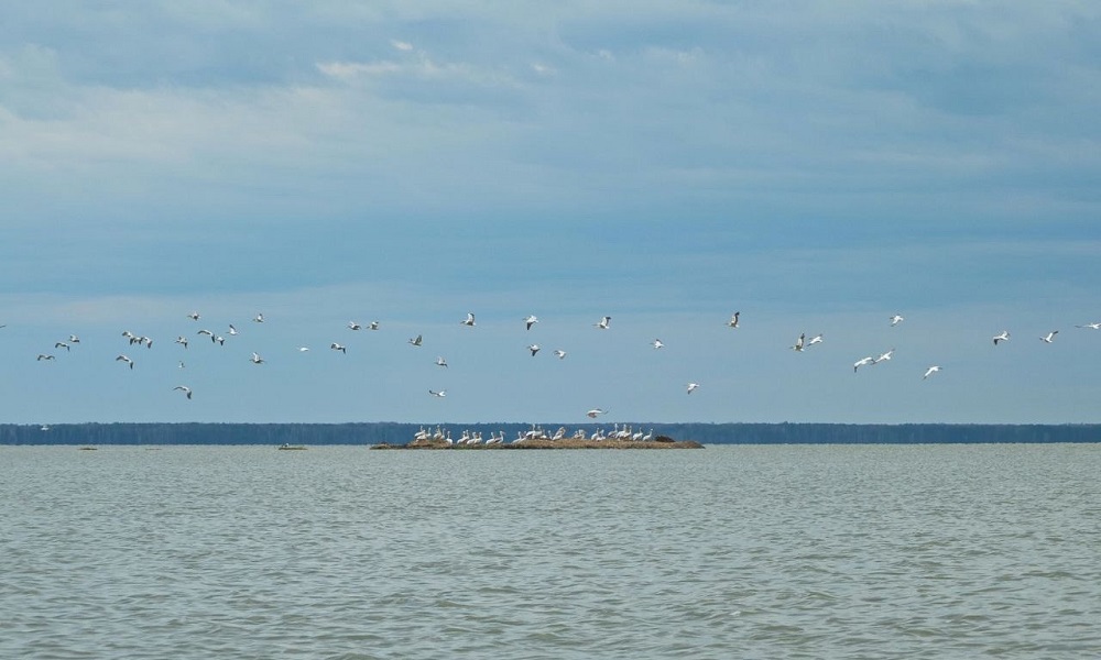 В Омской области вьют гнёзда кудрявые пеликаны