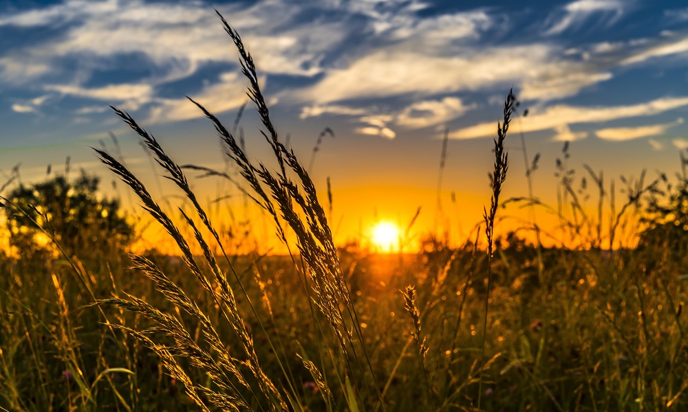 Омский АПК отправил на экспорт продукцию на 152 млн долларов