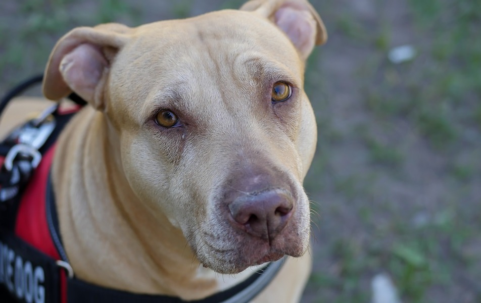 Служебные собаки теперь будут ловить не только преступников, но и ковидных больных