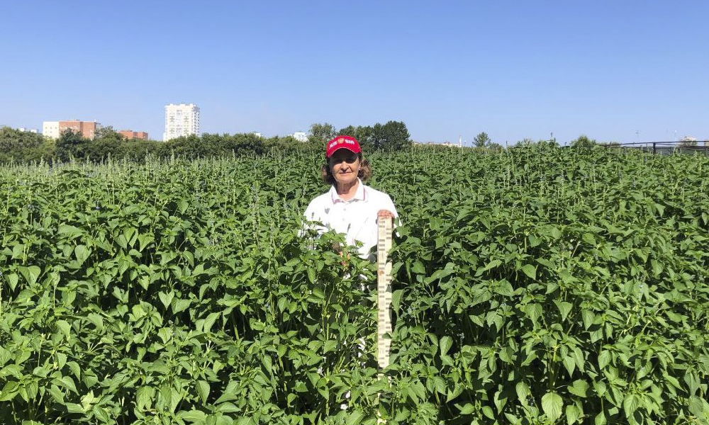 Учёные ОмГАУ вывели сорт шалфея испанского «Сибирский изумруд»