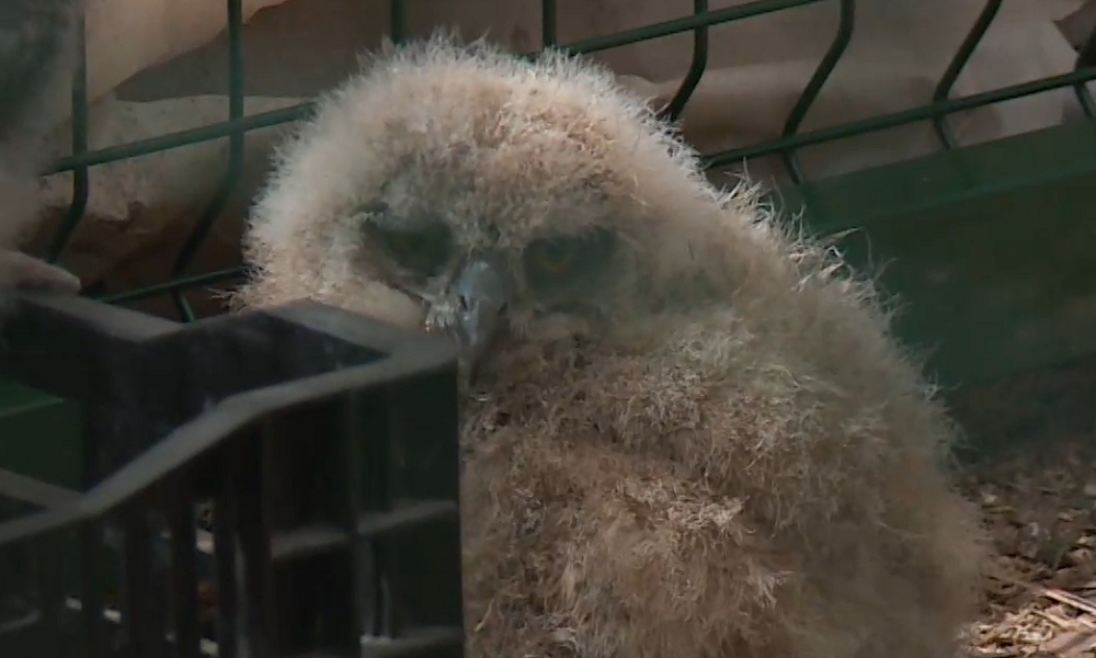 Птенцы редкого вида филинов встают на крыло в уральском реабилитационном центре «Холзан»