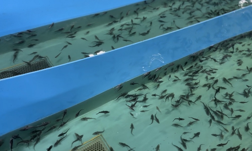 В Омской области в Иртыш выпустили четыре тысячи мальков стерляди