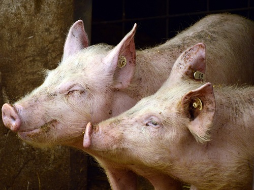 Житель Омской области украл и съел больше 20 свиней