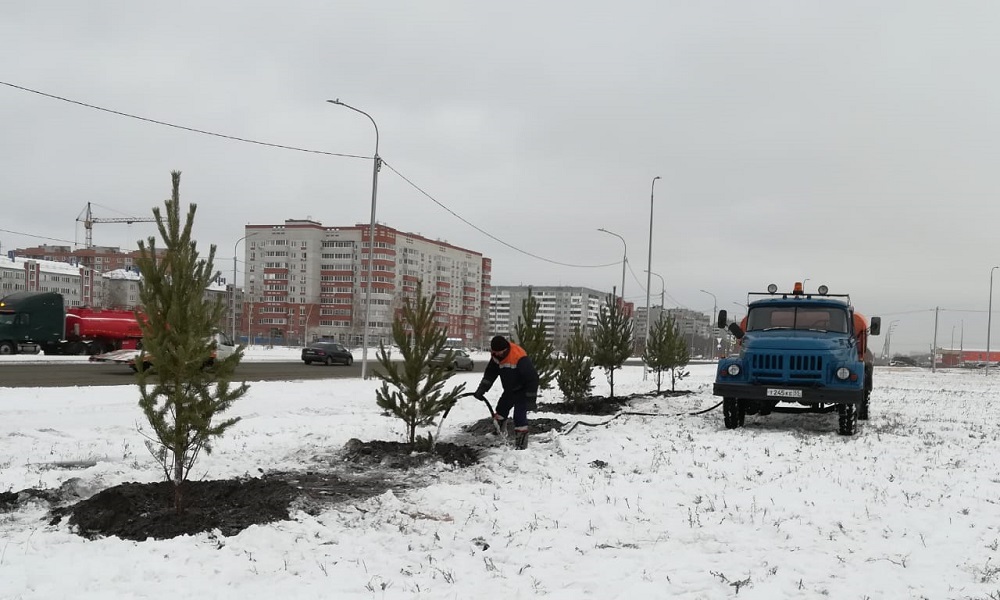На улице Конева омские агрономы высадили 60 берёз и сосен