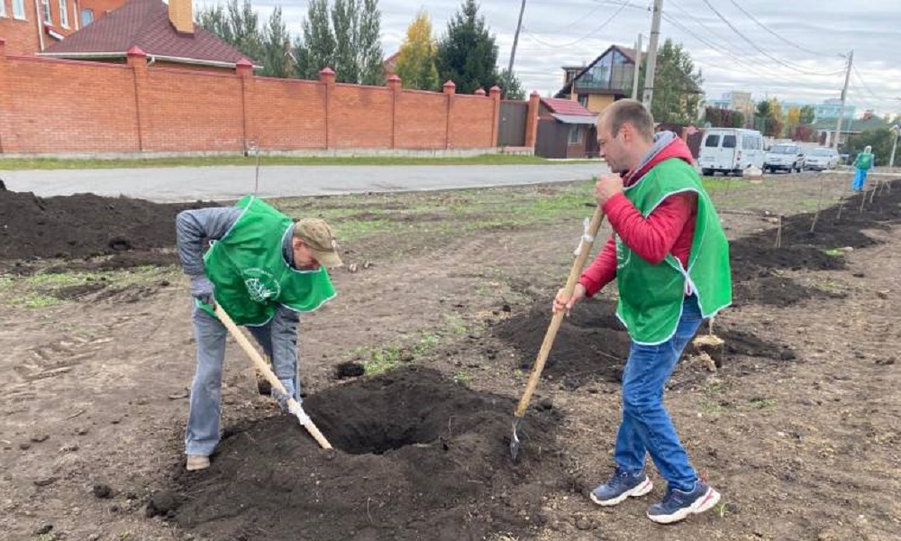 В омском сквере Суворова высадили 55 саженцев канадского клёна