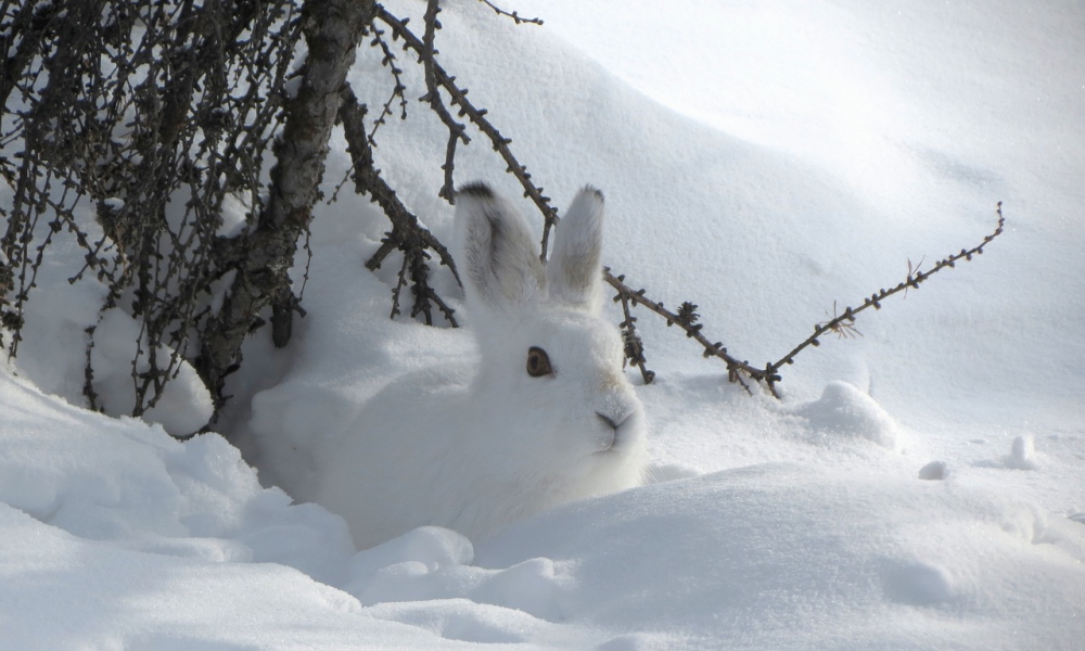 В Омской области завершается сезон охоты на зайцев