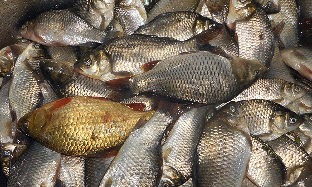 Омская прокуратура поддержала обвинение в отношении двух рыбаков-браконьеров