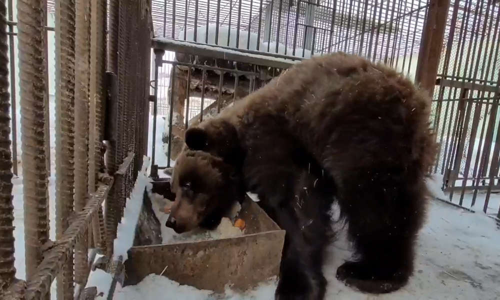 В Большереченском зоопарке вышла из зимней спячки медведица по кличке Маша