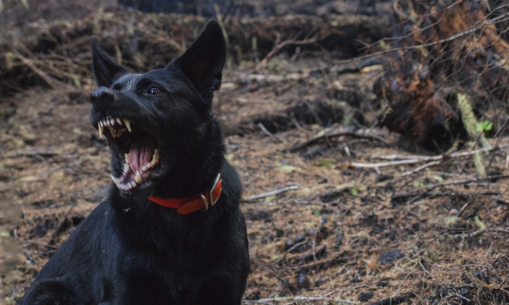 В Хабаровске стая бездомных собак насмерть загрызла прохожего мужчину