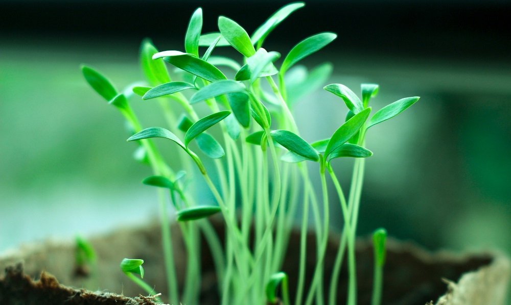 В федеральном Росприроднадзоре выяснили, что экология Омска улучшилась в 1,5 раза