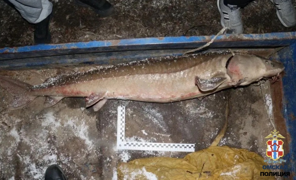 В Тевризском районе задержали браконьеров, которые ловили в Иртыше краснокнижных рыб