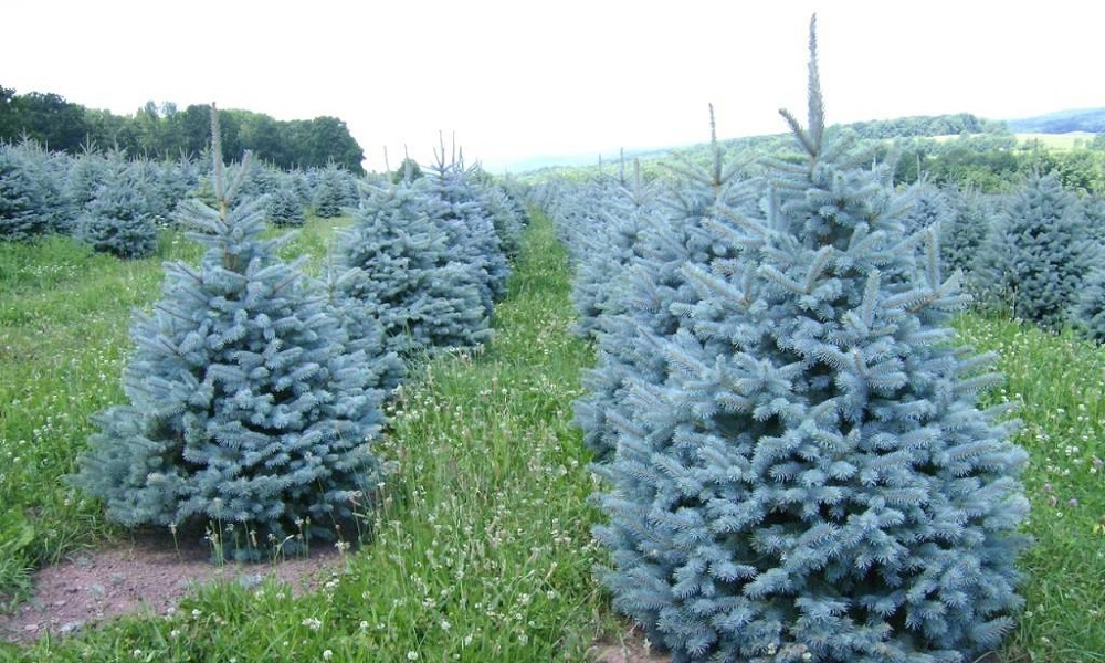 В сквере им. Панфилова по инициативе омичей высадят голубые ели