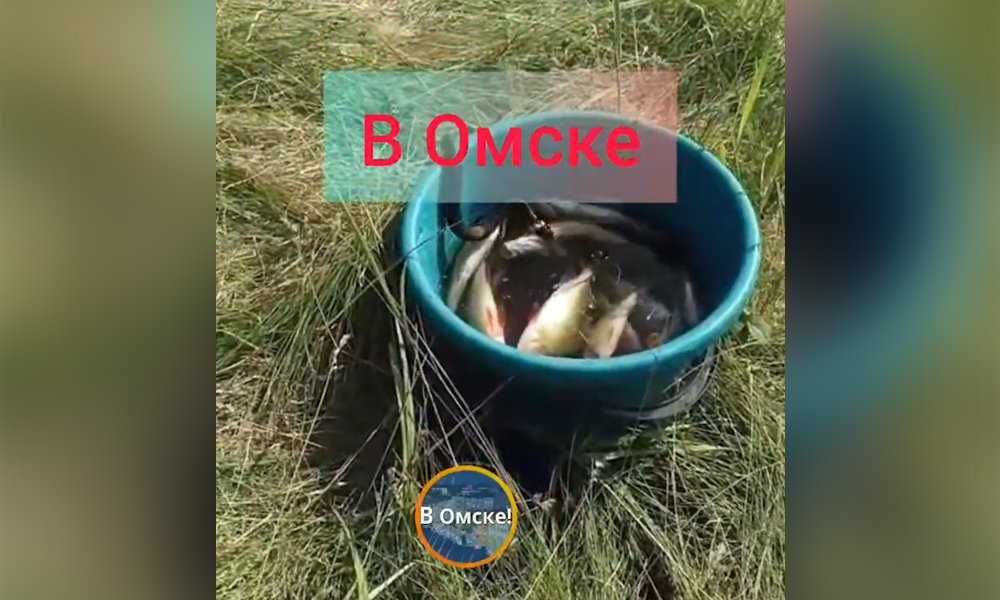 В Омской области хитрый уж обокрал рыбаков