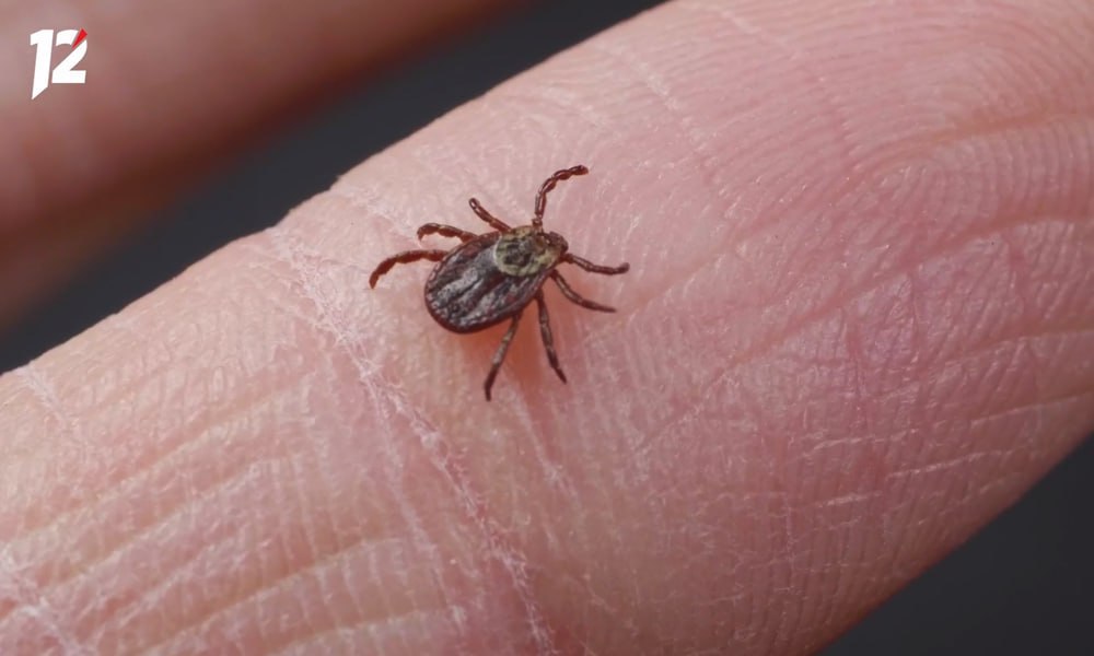 Клещи в Омской области вновь активизировались
