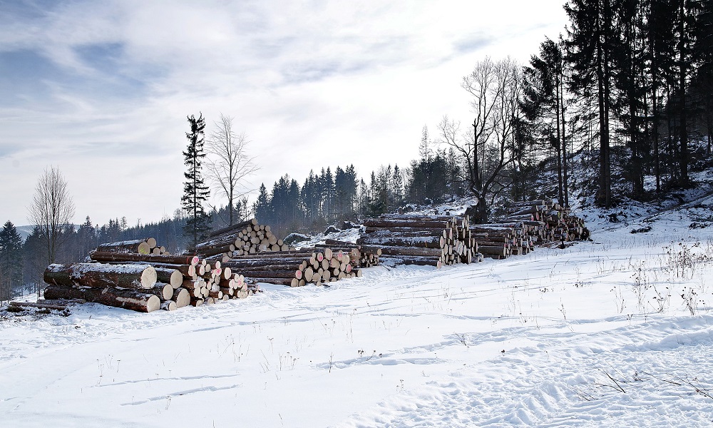 Омич срубил пихт, елей и кедров почти на 700 тысяч рублей
