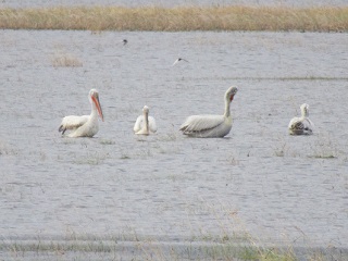 На озере Мангут в Омской области поселились пеликаны