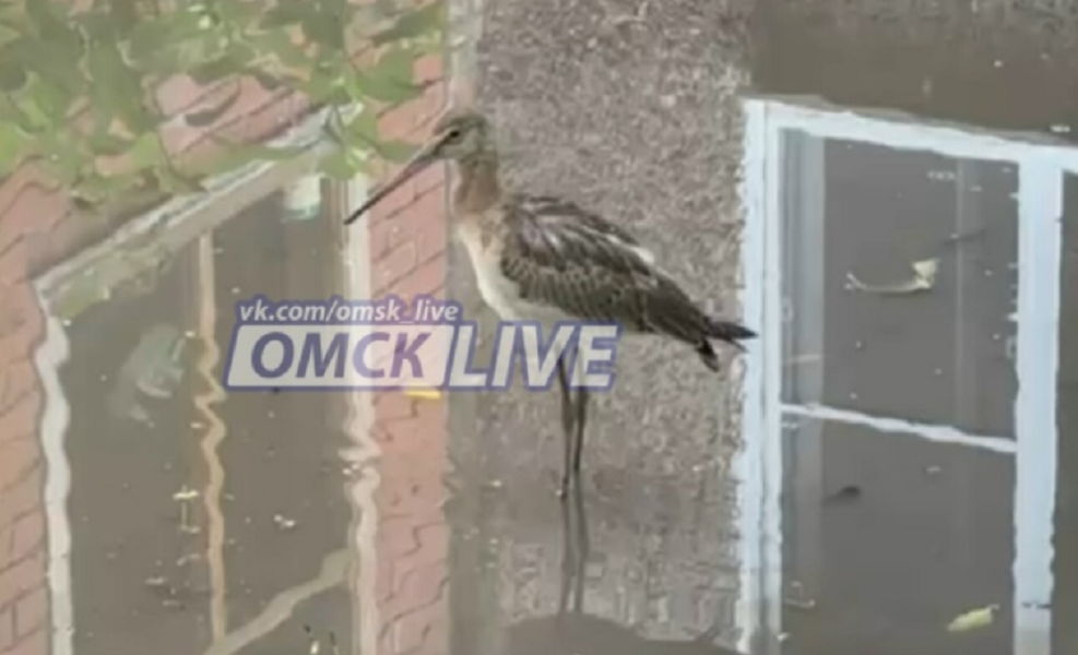В одном из омских дворов заметили необычную для города птицу