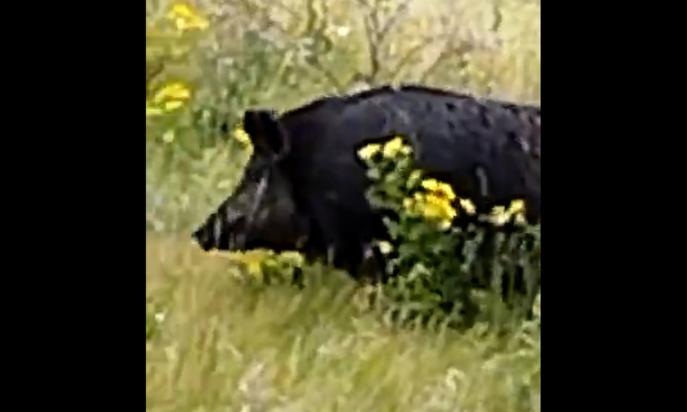 В Омской области жители жалуются на свиней, которые гуляют сами по себе 