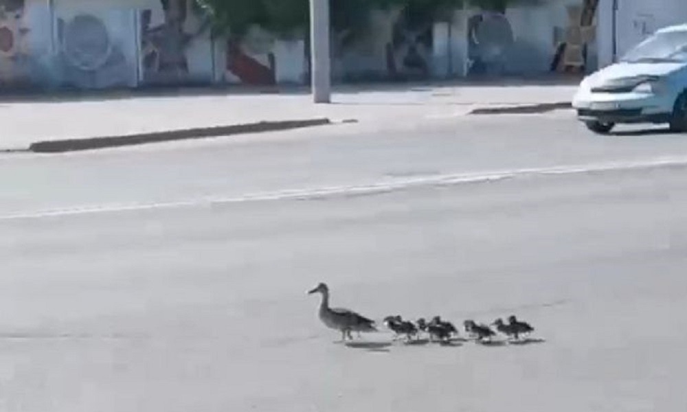 Необычное семейство вышло на променад по омским улицам