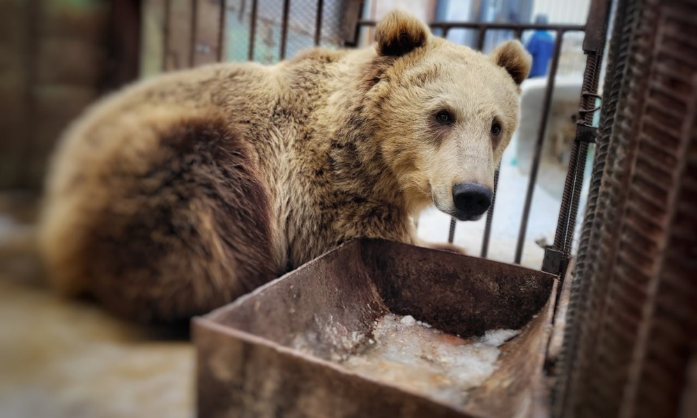 В Большереченском зоопарке уже четверо медведей вышли из зимней спячки