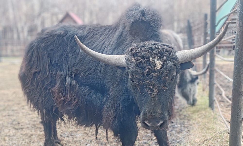 В Большереченском зоопарке показали подросшего малыша яка