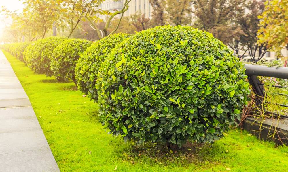 Мэрия Омска реализует ещё три инициативных проекта за счёт сэкономленных средств