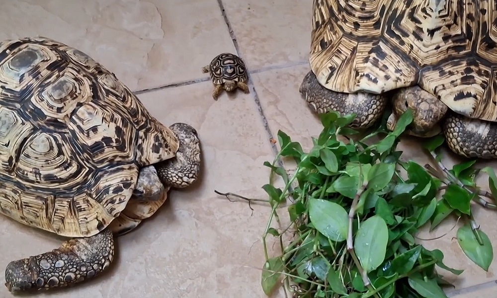 В Омском зоопарке показали новорождённую пантеровую черепаху