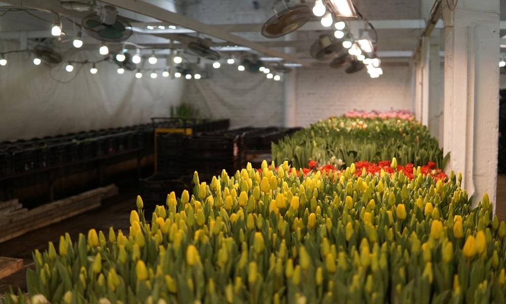 Омич хотел заработать на продаже тюльпанов к 8 марта, но лишился 33 тысяч рублей